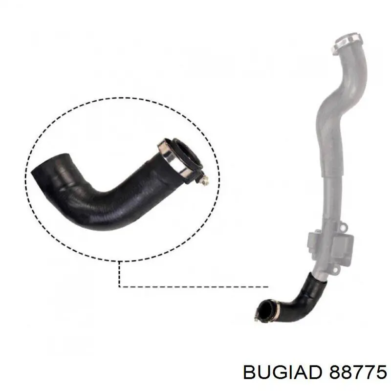 88775 Bugiad tubo flexible de aire de sobrealimentación derecho