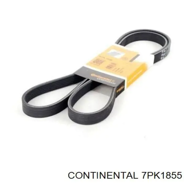 Correa de alternador 7PK1855 Continental/Siemens