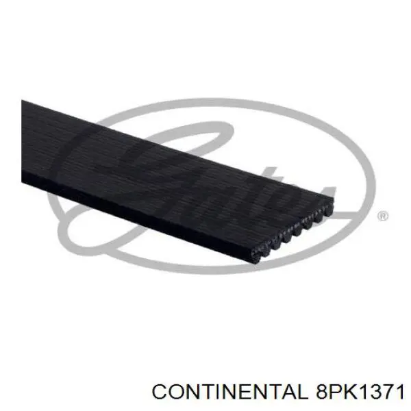 8PK1371 Continental/Siemens Correa poly v