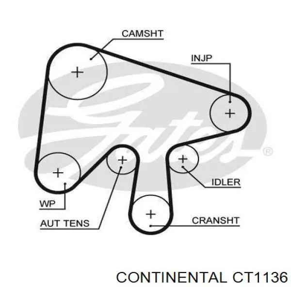 CT1136 Continental/Siemens correa distribucion