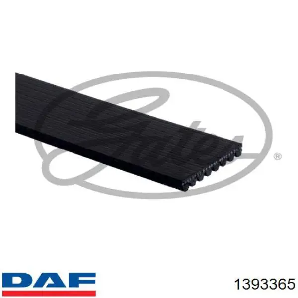 Correa de alternador 1393365 DAF