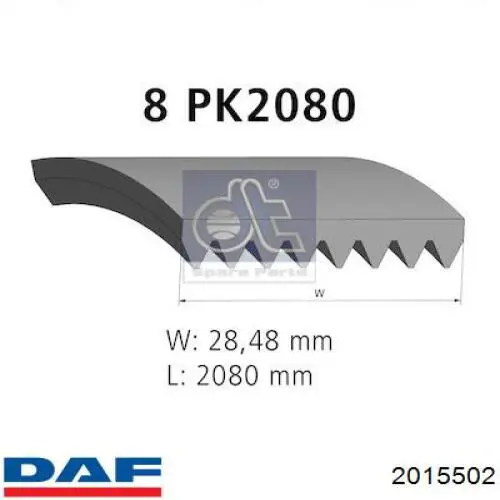 2015502 DAF Correa poly v