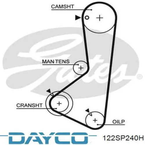 122SP240H Dayco correa distribucion