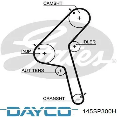 Correa distribución 145SP300H Dayco