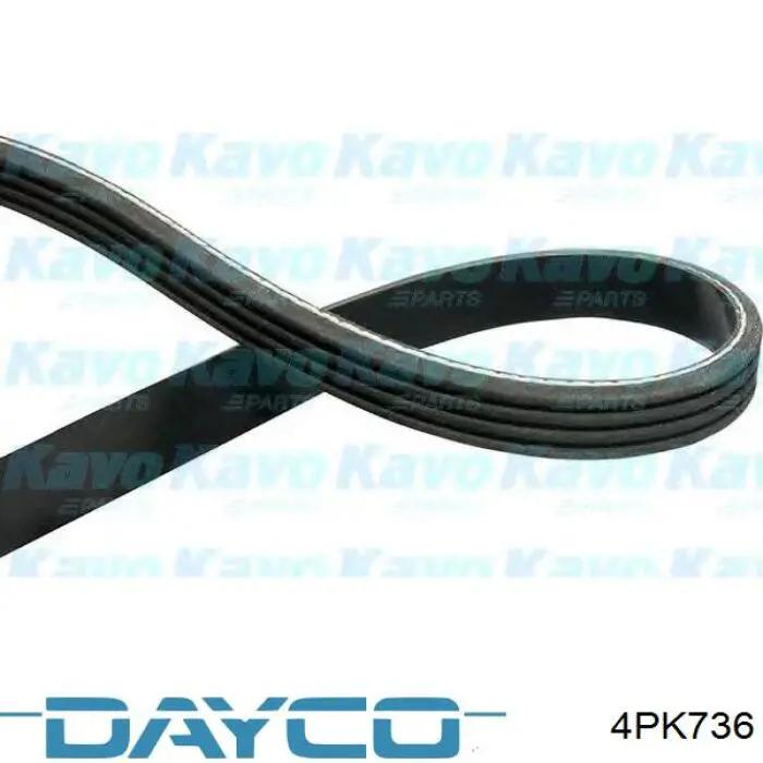 4PK736 Dayco Correa poly v