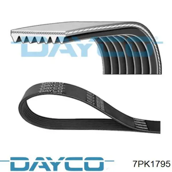 7PK1795 Dayco correa trapezoidal