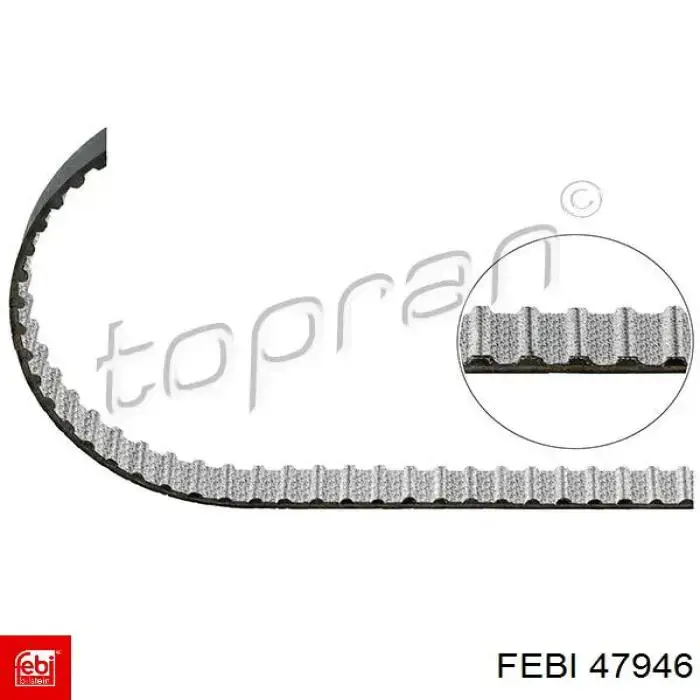 Comprar 7000081 Kamoka Correa distribución