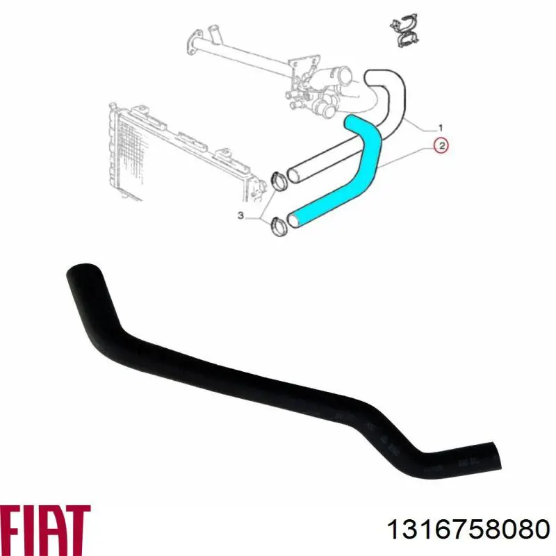 Manguera inferior del radiador 1316758080 Fiat/Alfa/Lancia