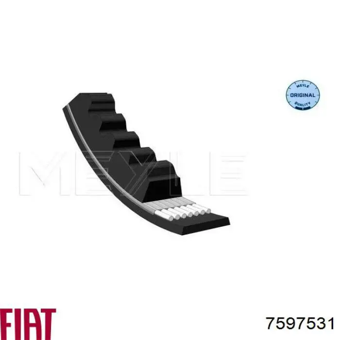 7597531 Fiat/Alfa/Lancia Correa poly v