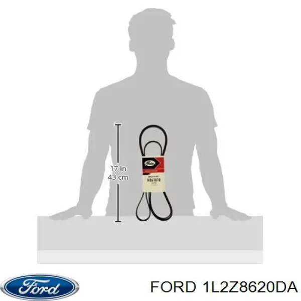 Correa poly v para Ford Explorer  
