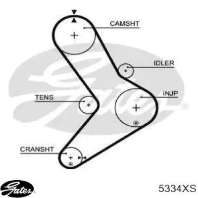 5334XS Gates Correa dentada