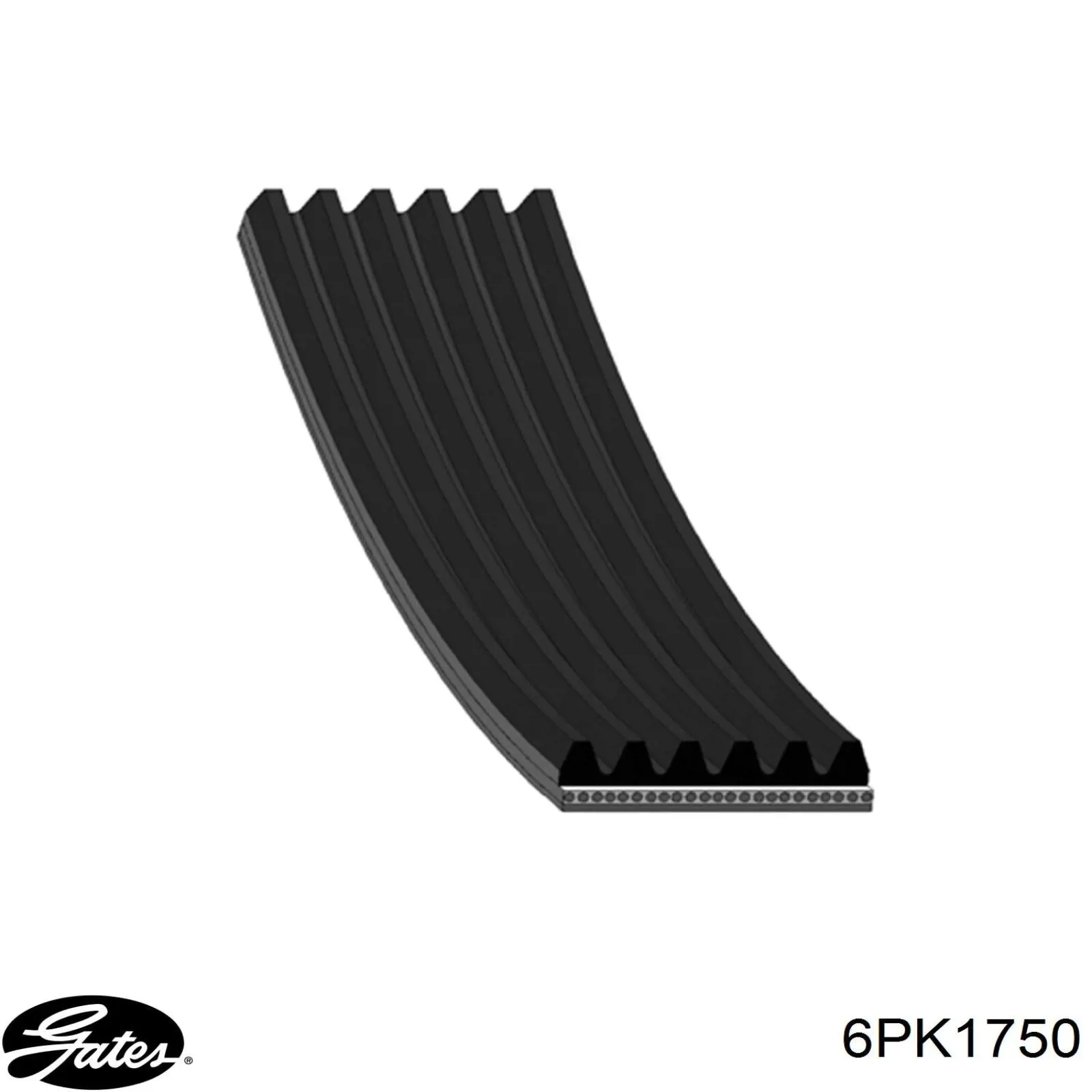 1033500 Ford Correa poly v