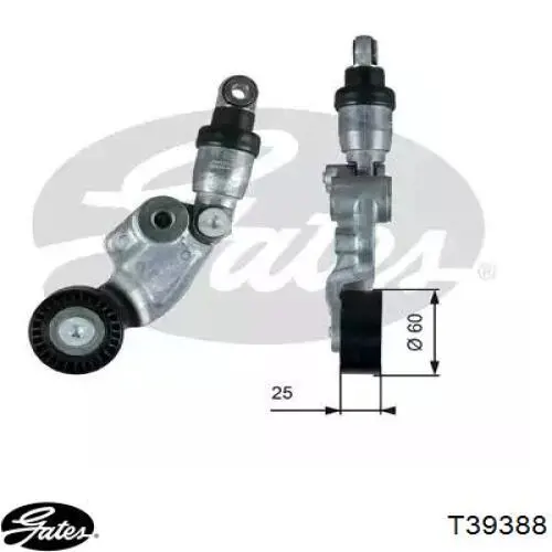 Tensor de correa poli V 50145006 AND