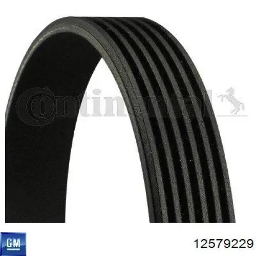 12579229 General Motors Correa poly v