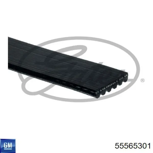 55565301 General Motors Correa poly v