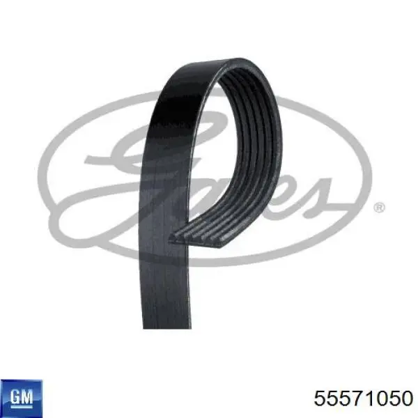 55571050 General Motors Correa poly v