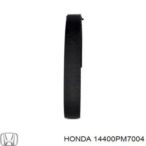 Correa distribución 14400PM7004 Honda