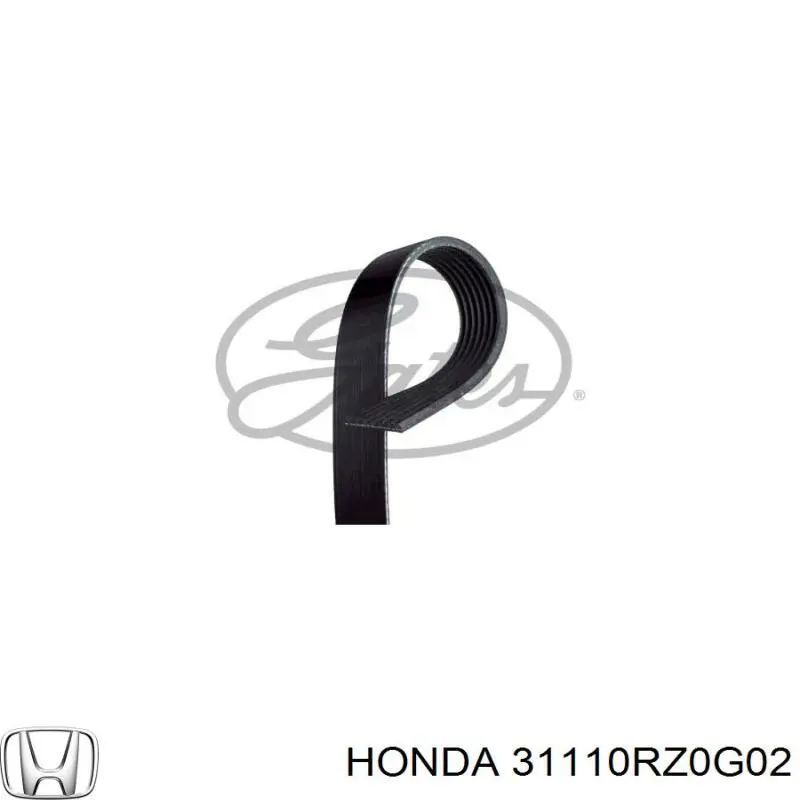 31110RZ0G02 Honda Correa poly v