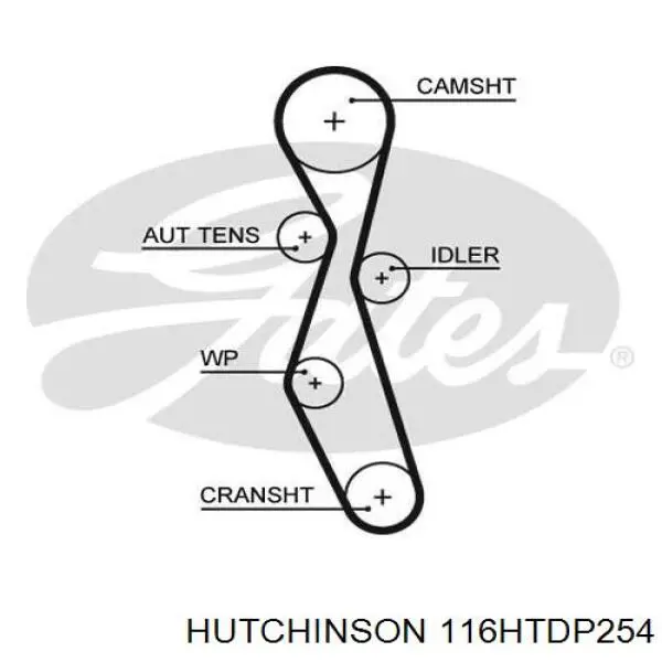 116HTDP254 Hutchinson correa distribucion