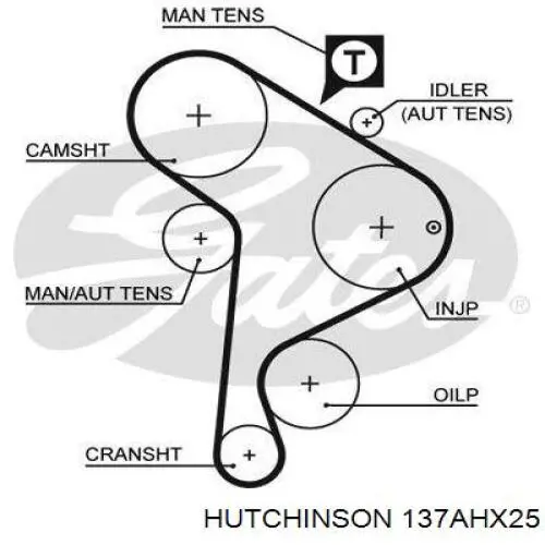 137AHX25 Hutchinson Correa dentada
