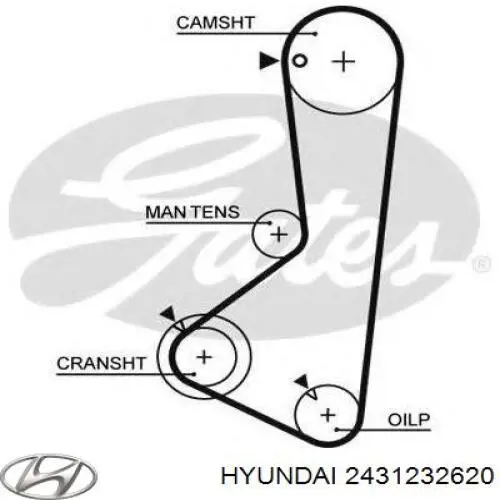 2431232620 Hyundai/Kia correa distribucion