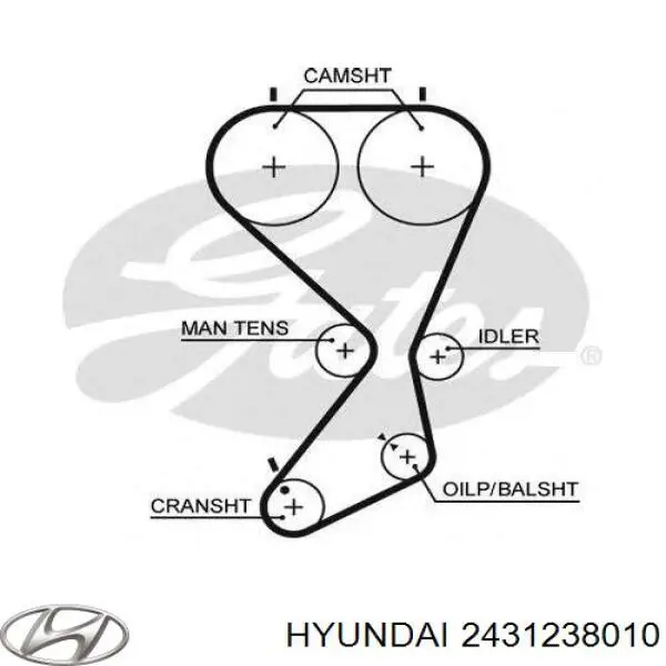 2431238010 Hyundai/Kia correa distribución