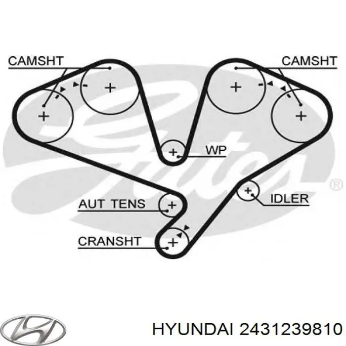 2431239810 Hyundai/Kia correa distribucion