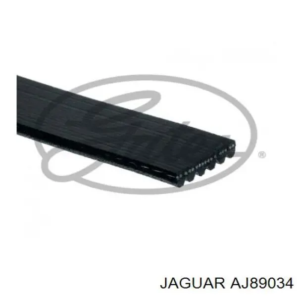 AJ89034 Jaguar