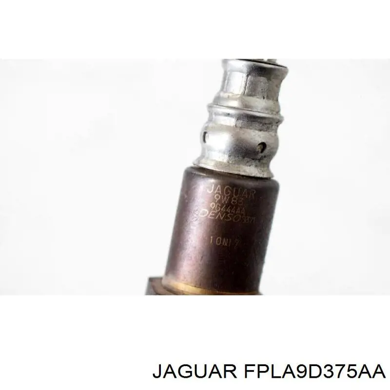 J9C6646 Jaguar