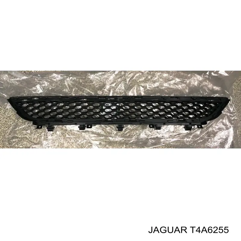 T4A6255 Jaguar