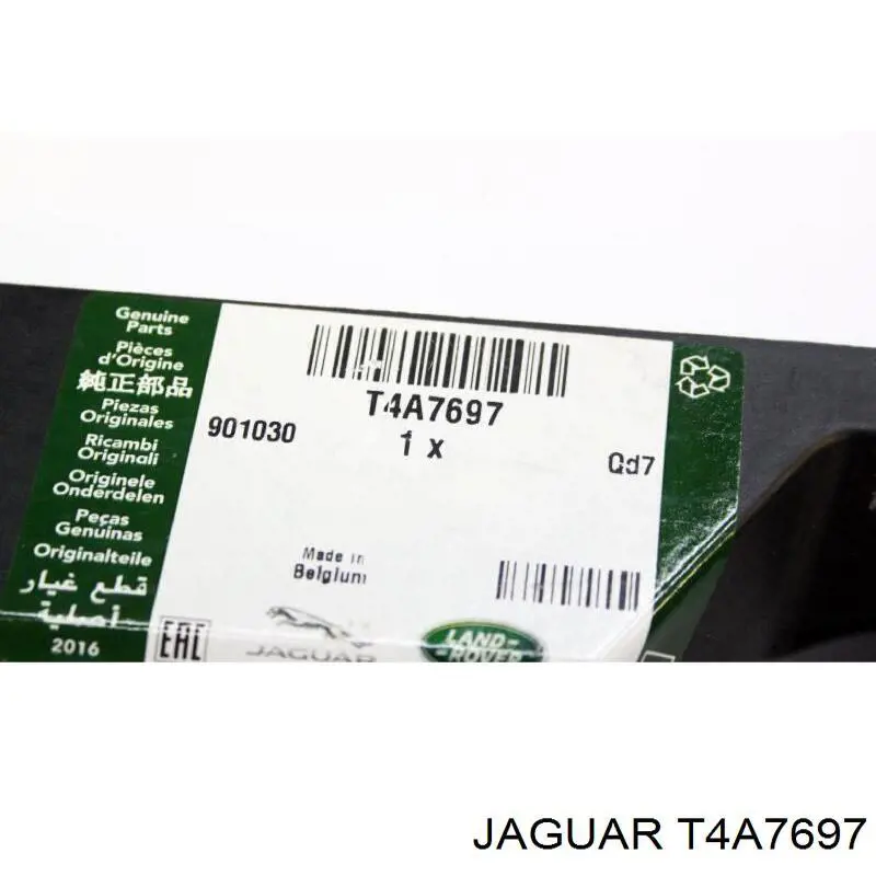 T4A7697 Jaguar