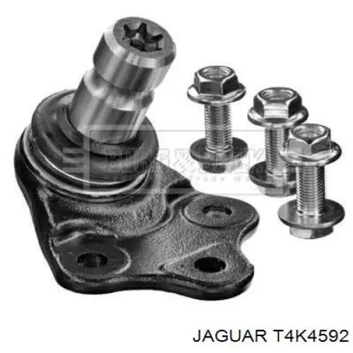 T4K11185 Jaguar