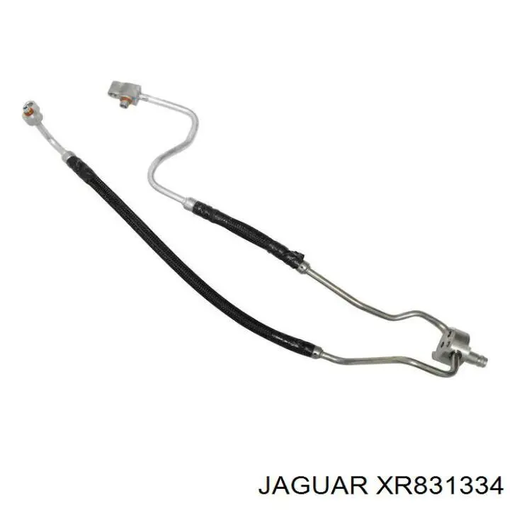 XR831334 Jaguar