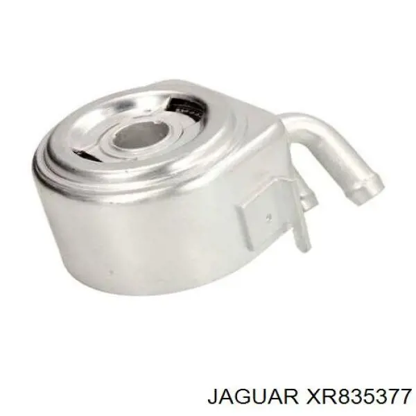 XR835377 Jaguar