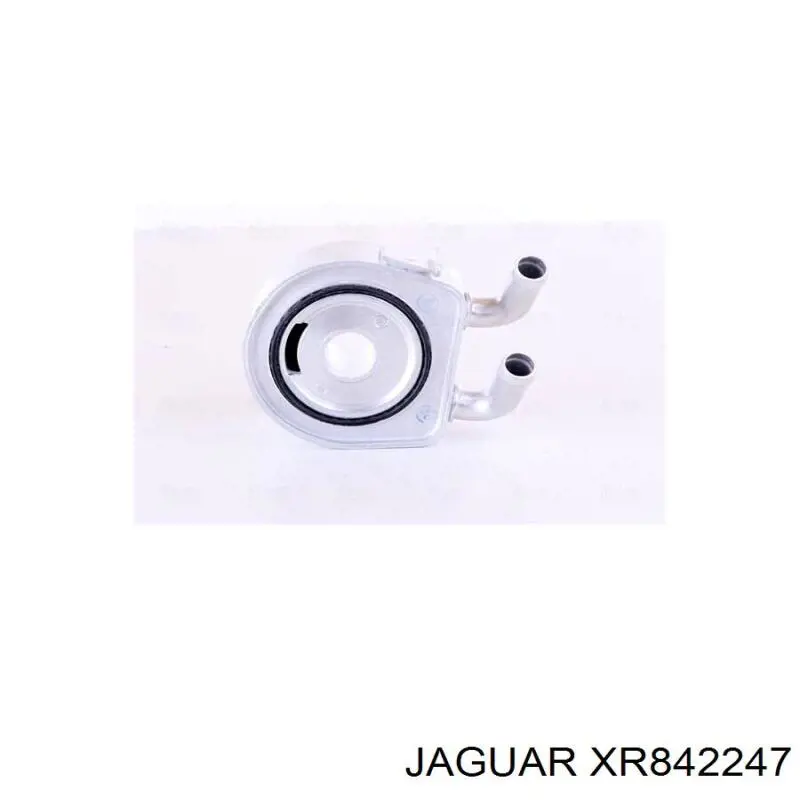 XR842247 Jaguar