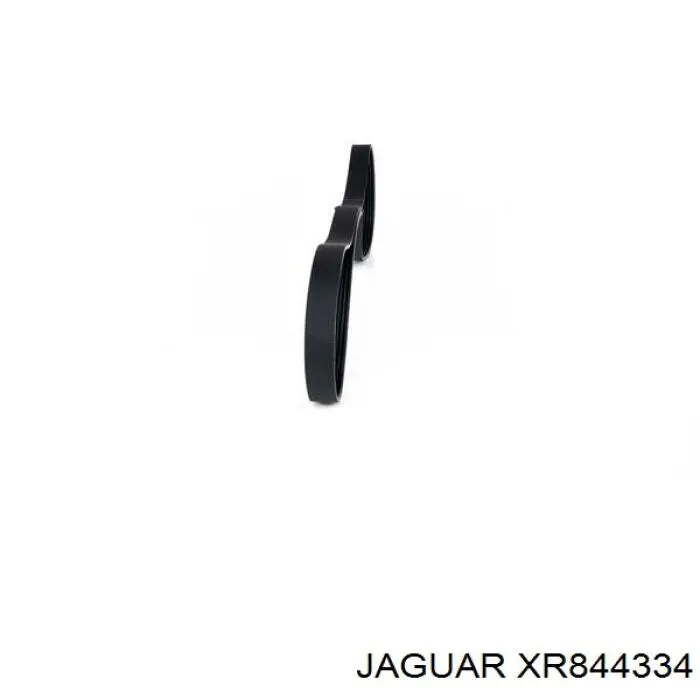 XR844334 Jaguar