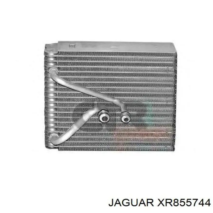 XR855744 Jaguar