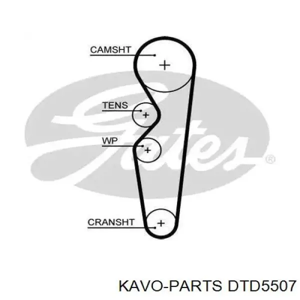 DTD5507 Kavo Parts Tensor, correa dentada