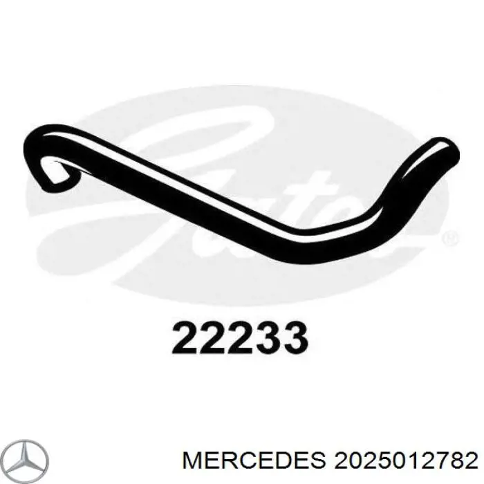 2025012782 Mercedes manguera refrigerante para radiador inferiora