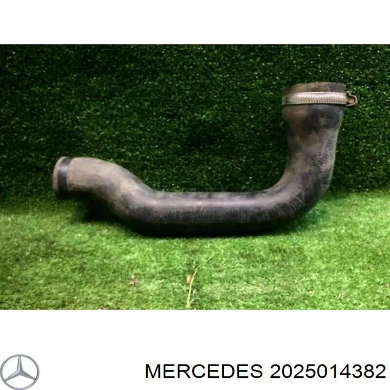 2025014382 Mercedes manguera refrigerante para radiador inferiora