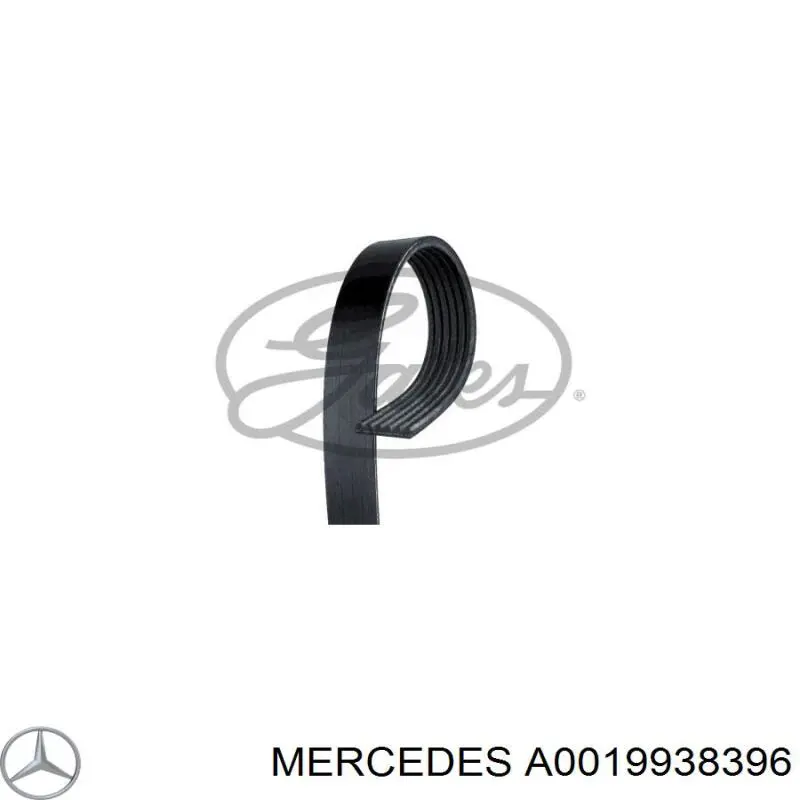 Correa de transmisión trapezoidal Mercedes A0019938396 precio, desde 25,62 EUR