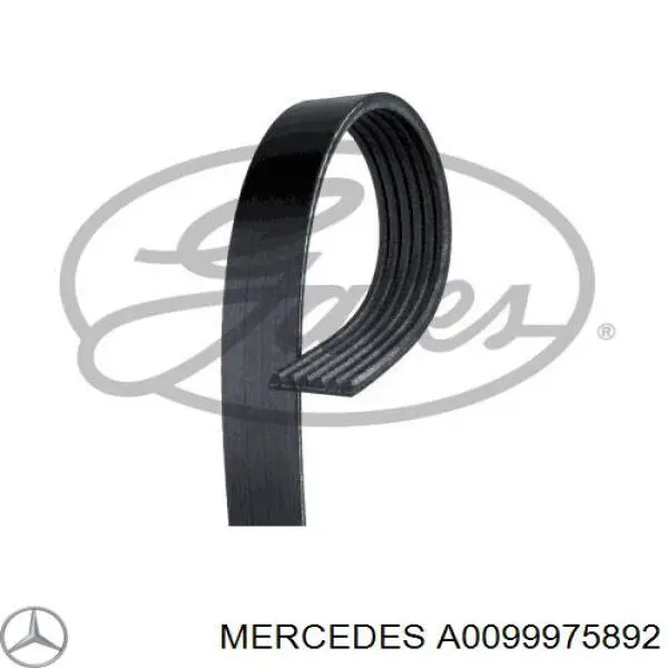 99975892 Mercedes correa trapezoidal