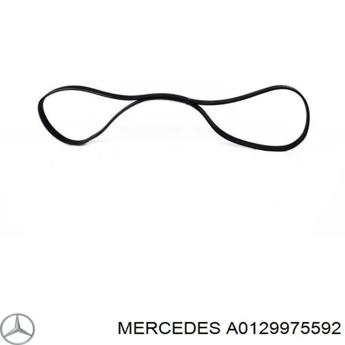 A0129975592 Mercedes correa trapezoidal