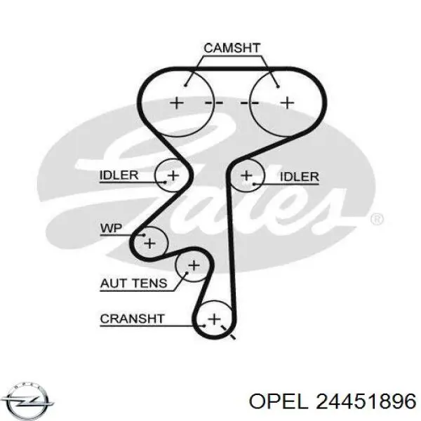 Correa de distribución Opel 24451896 precio, desde 20,65 EUR