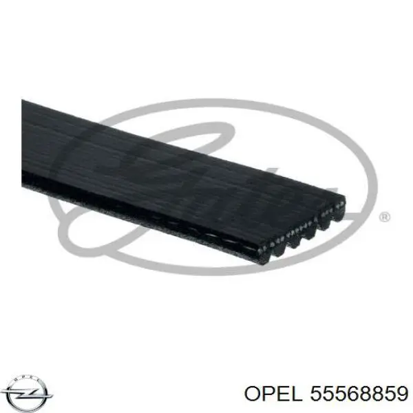 55568859 Opel correa trapezoidal