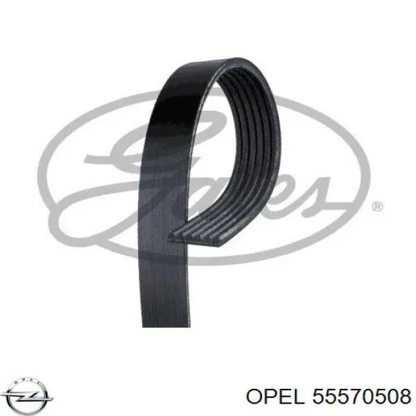 55570508 Opel correa trapezoidal