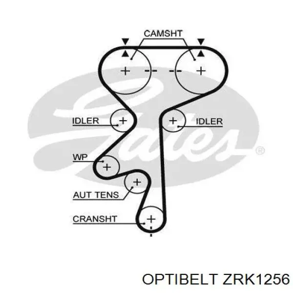 ZRK1256 Optibelt correa distribucion