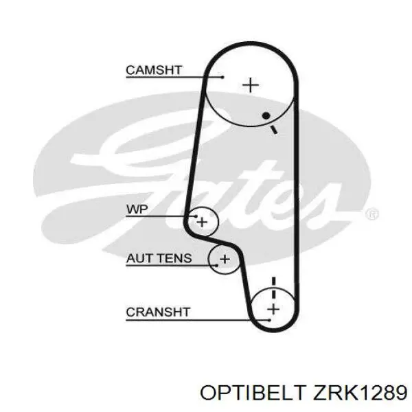 ZRK1289 Optibelt correa distribucion