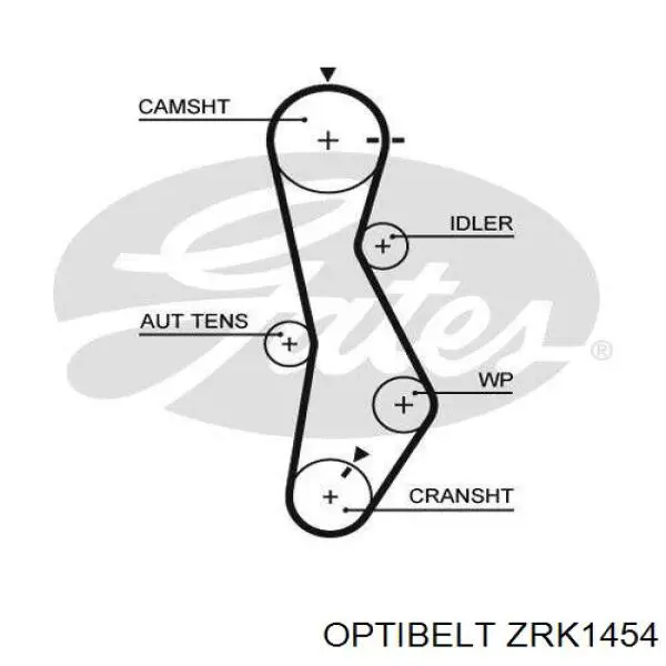Correa distribución ZRK1454 Optibelt