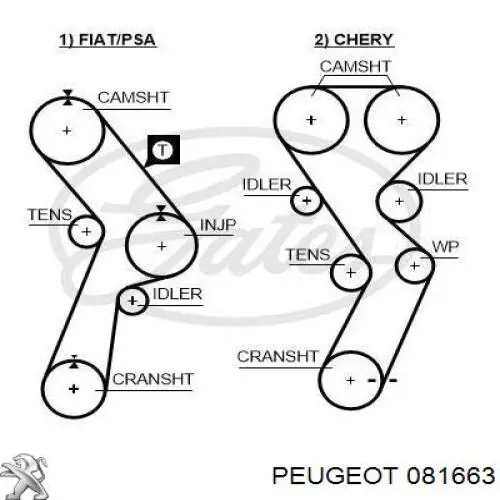 Comprar 081663 Peugeot/Citroen Correa distribución